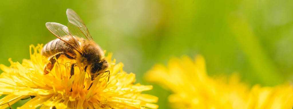 bee on yellow flower