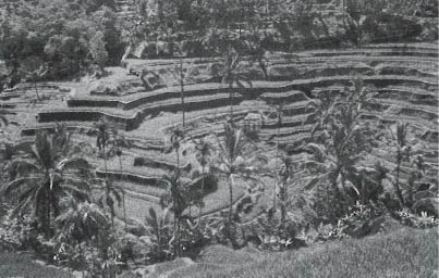 Rice Fields in Indonesia