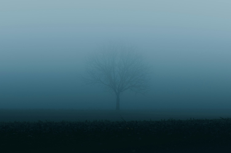 Tree hidden by fog