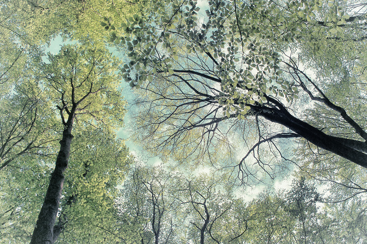 Canopy of trees