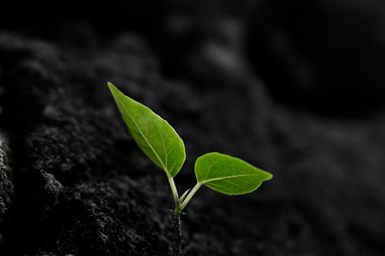 Sprout growing in ashes
