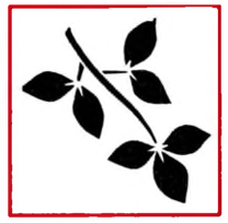 Branch with leaves