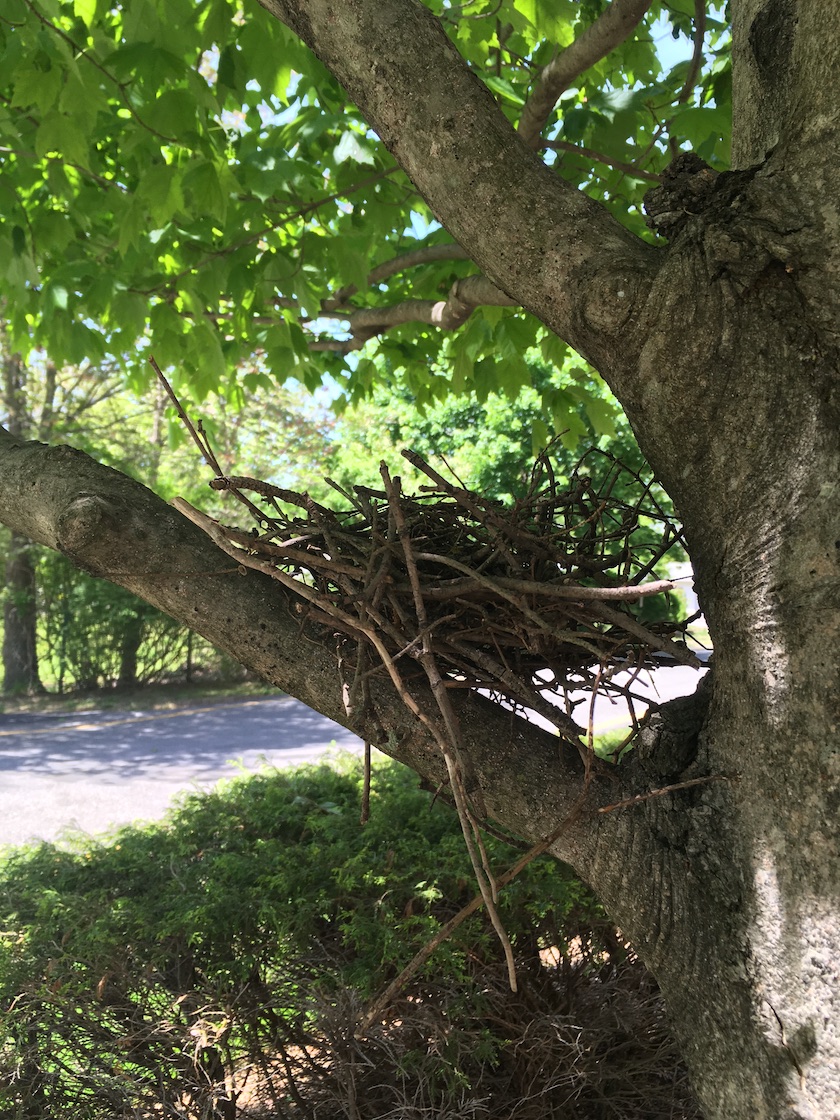 Birds Nest in Tree