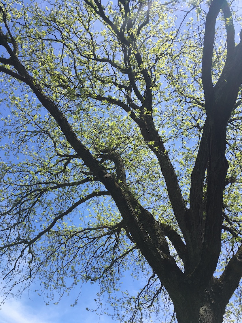 Tree branches reaching to the sky