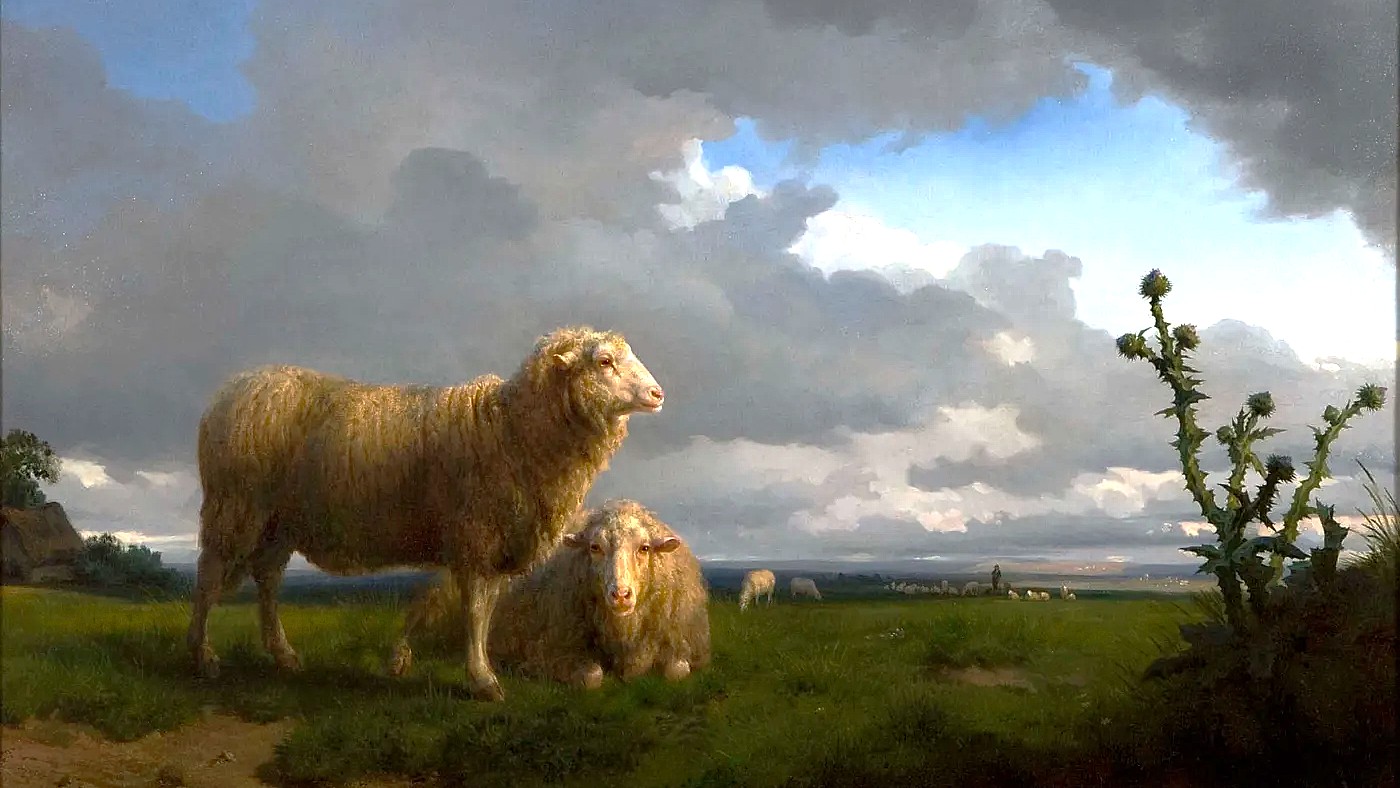 Meadow_and_Sheep