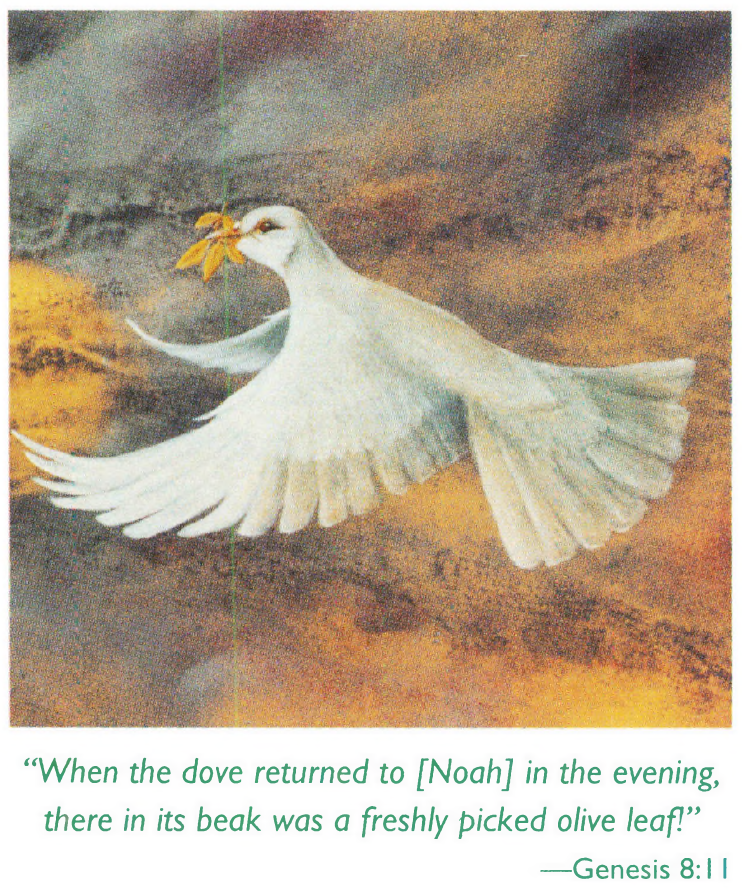 Broeve Dove Ark