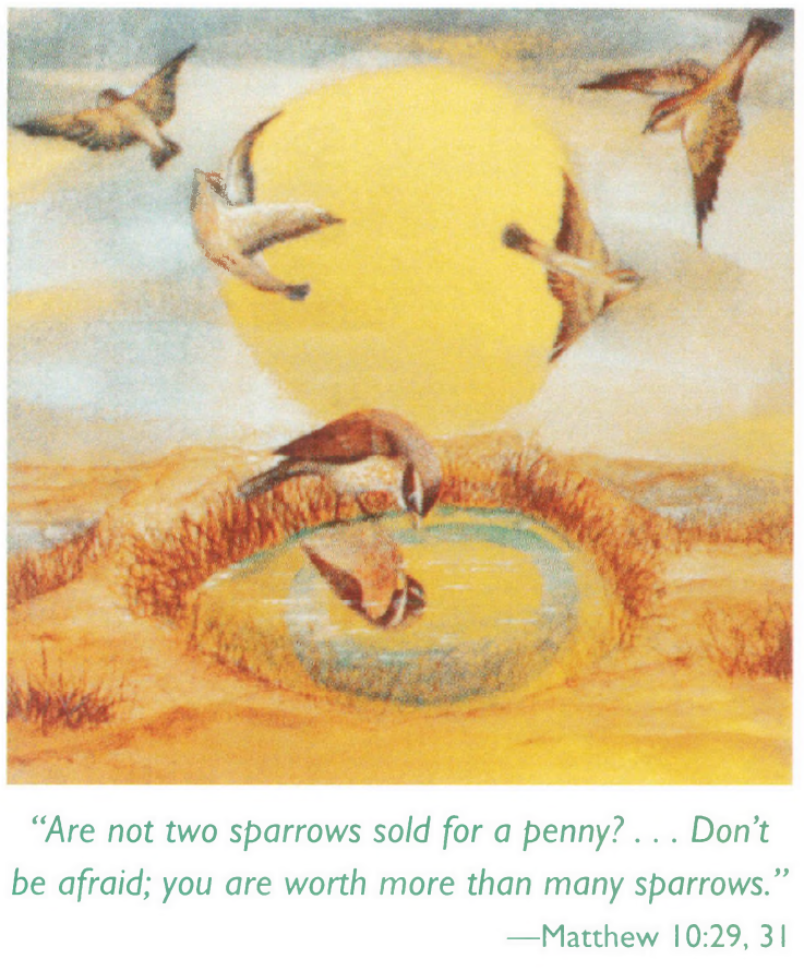 Boeve Sparrows