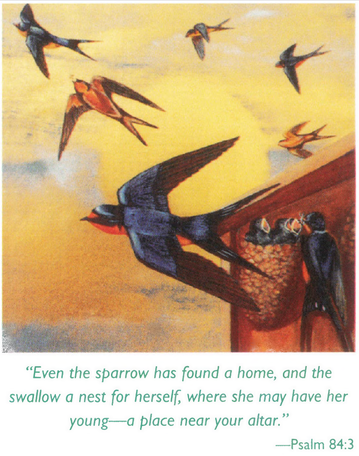 Boeve Nesting Sparrows