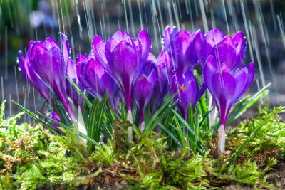 Crocuses in bloom with rain.