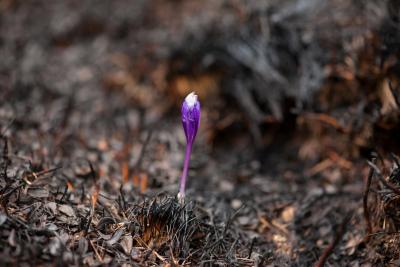 Single purple crocus in dead looking ground