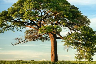 Large Tree