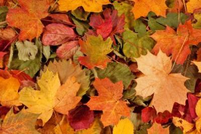 Fall leaves