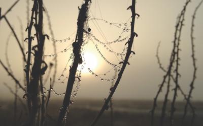 Dew in the desert