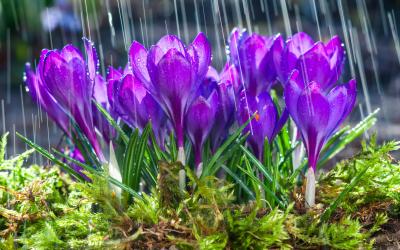 Crocuses in bloom with rain.