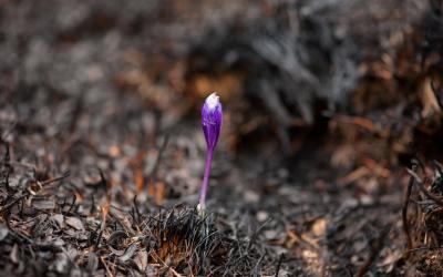 Single purple crocus in dead looking ground