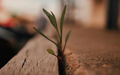 Plant growing in concrete