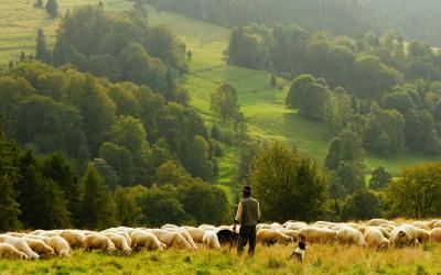 Shepherd and his sheep