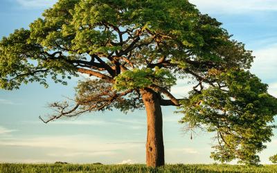 Large Tree