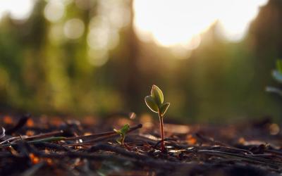 Small sprout in the woods