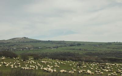 Pasture with sheep