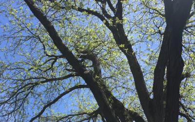 Tree branches reaching to the sky