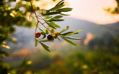 Olive Branch