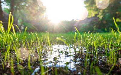 Photo of water, soil, plants