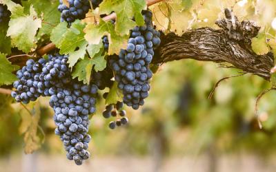Grapes