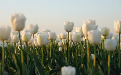 White Tulips