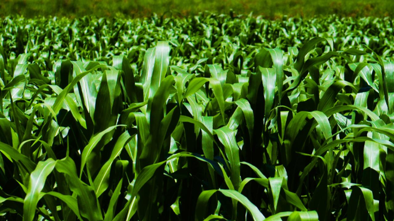 Image of field of corn.