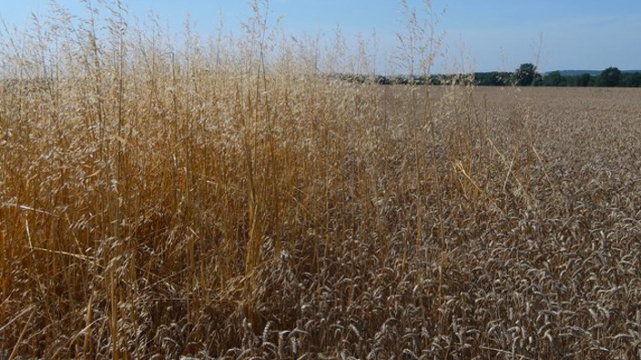 Picture of field at harvest time