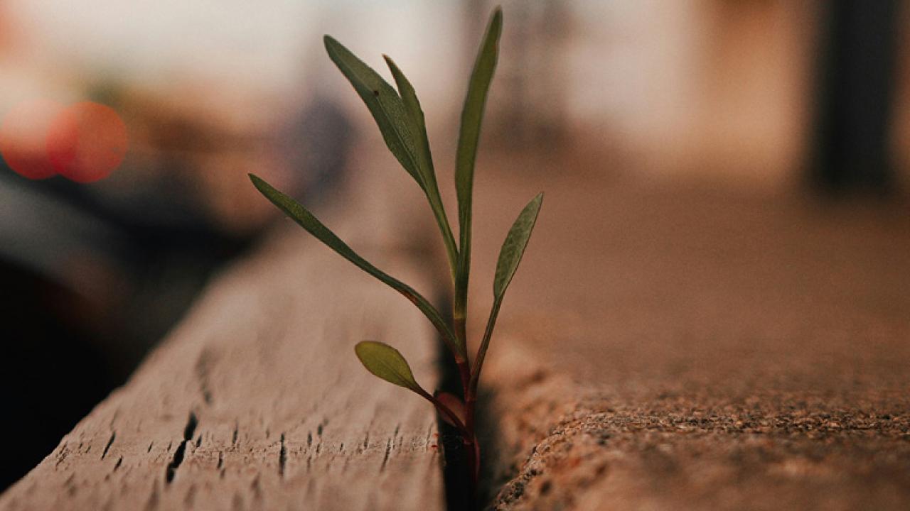Plant growing in concrete
