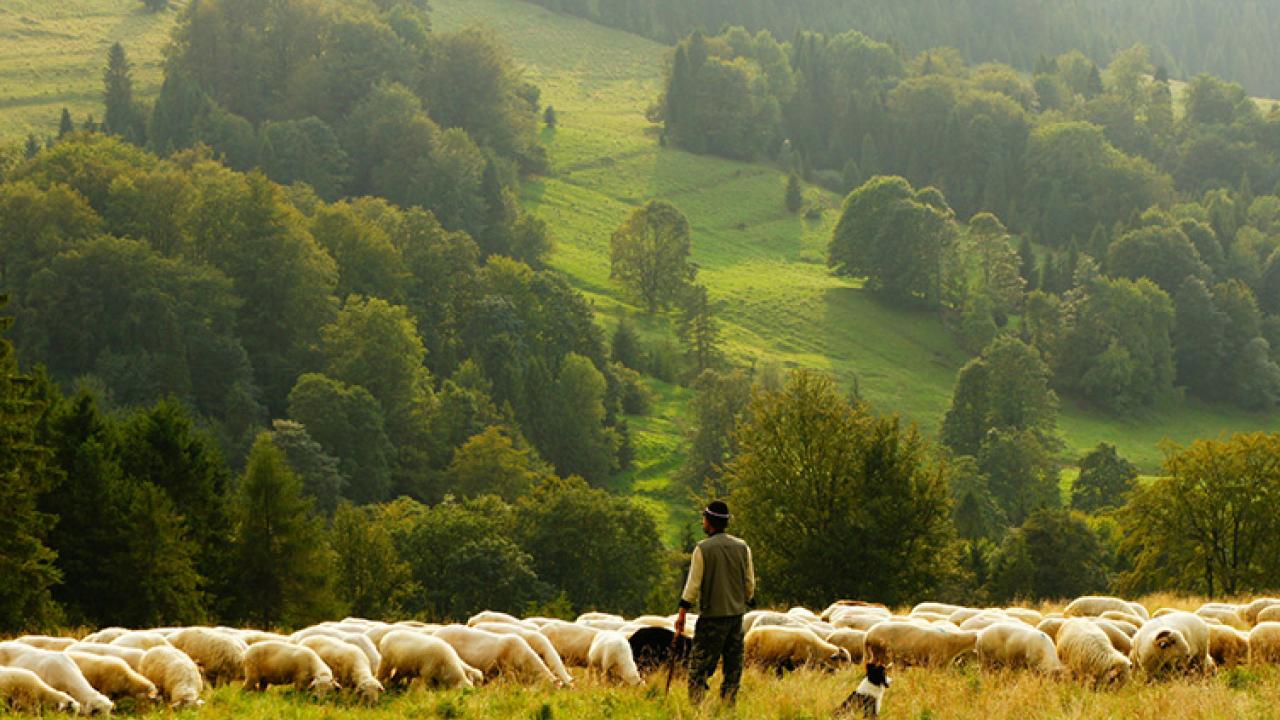 Shepherd and his sheep