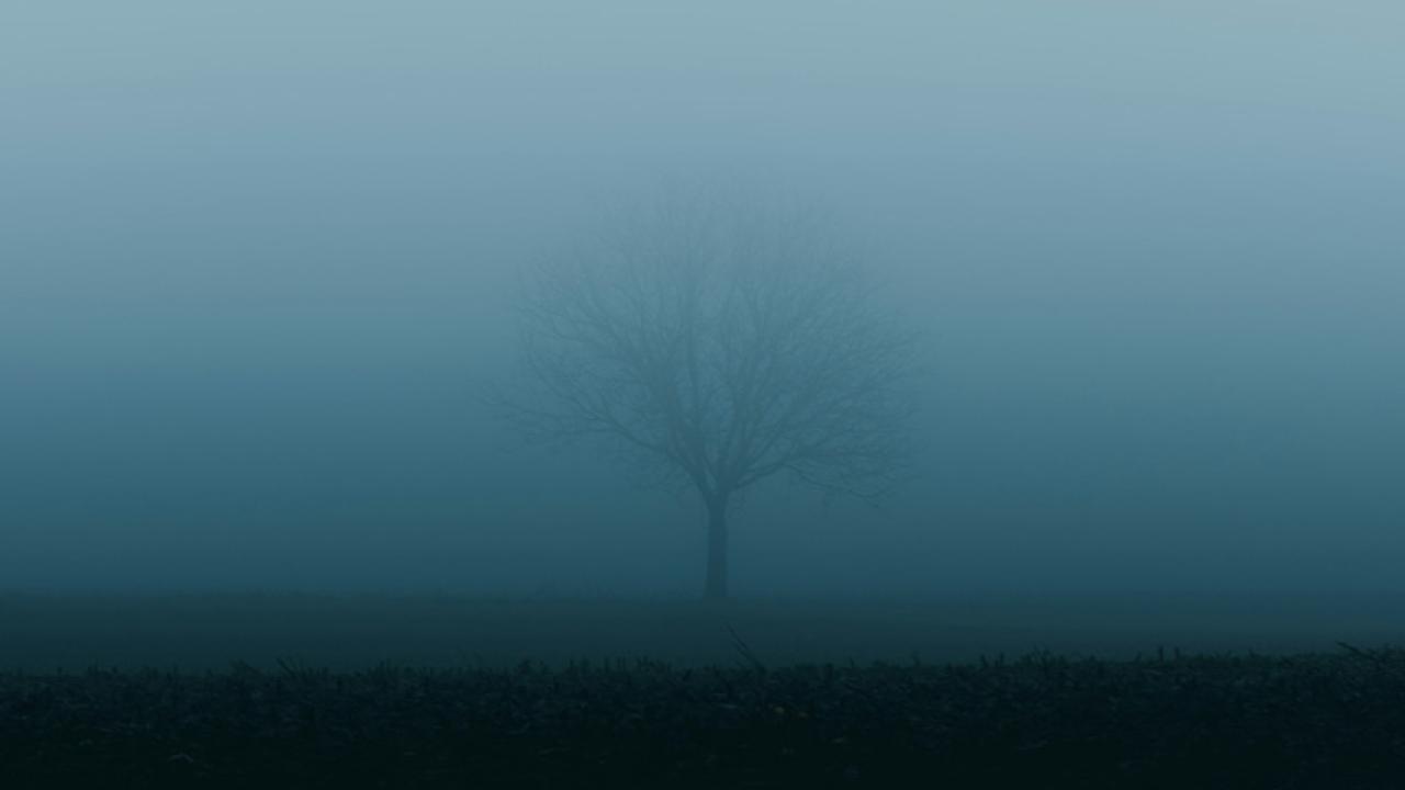 Tree hidden by fog