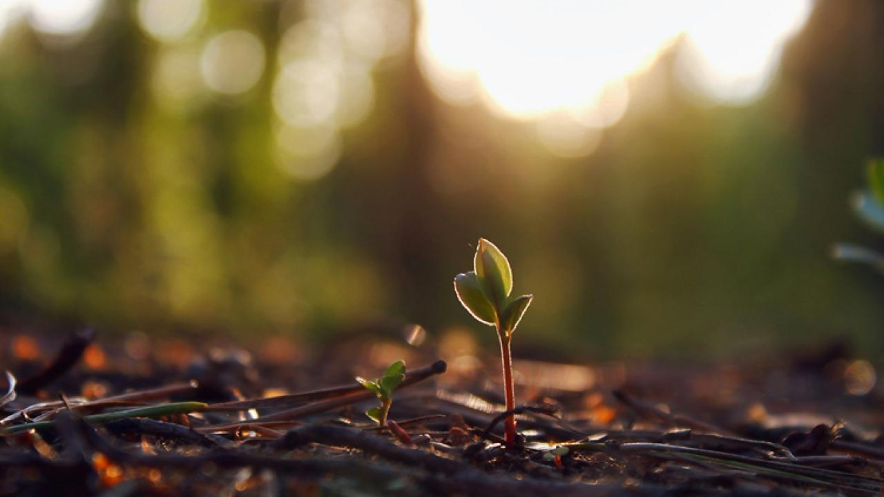 Small sprout in the woods