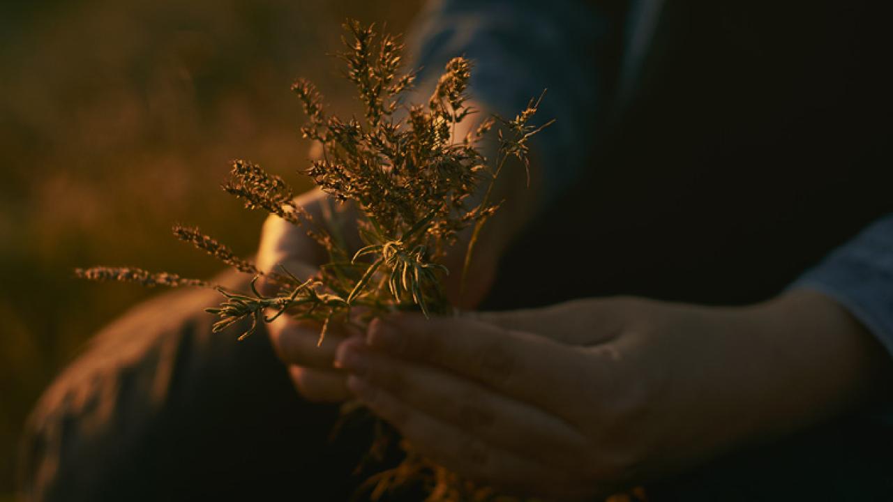 Hands holding a bundle of flowers