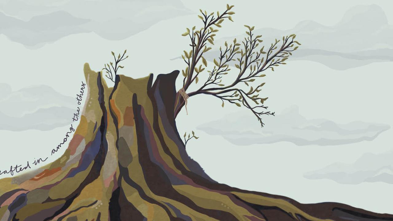 Olive tree stump with grafted on branch