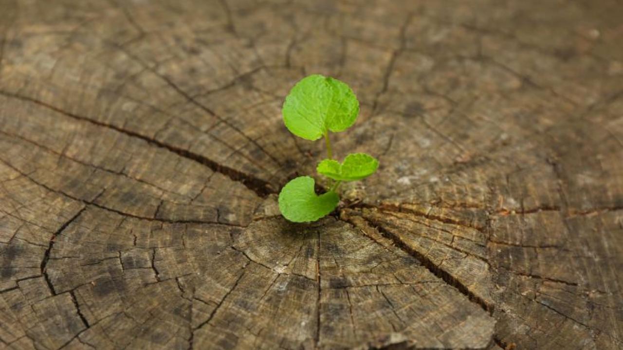 Freepix Seedling growing from stump