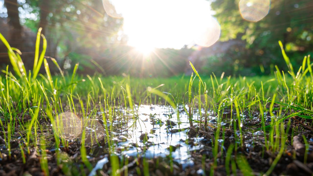 Photo of water, soil, plants