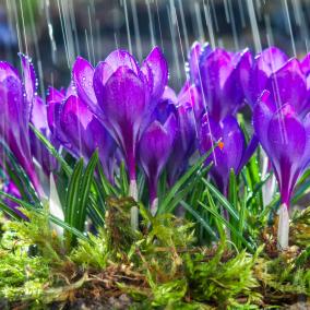Crocuses in bloom with rain.