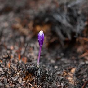 Single purple crocus in dead looking ground