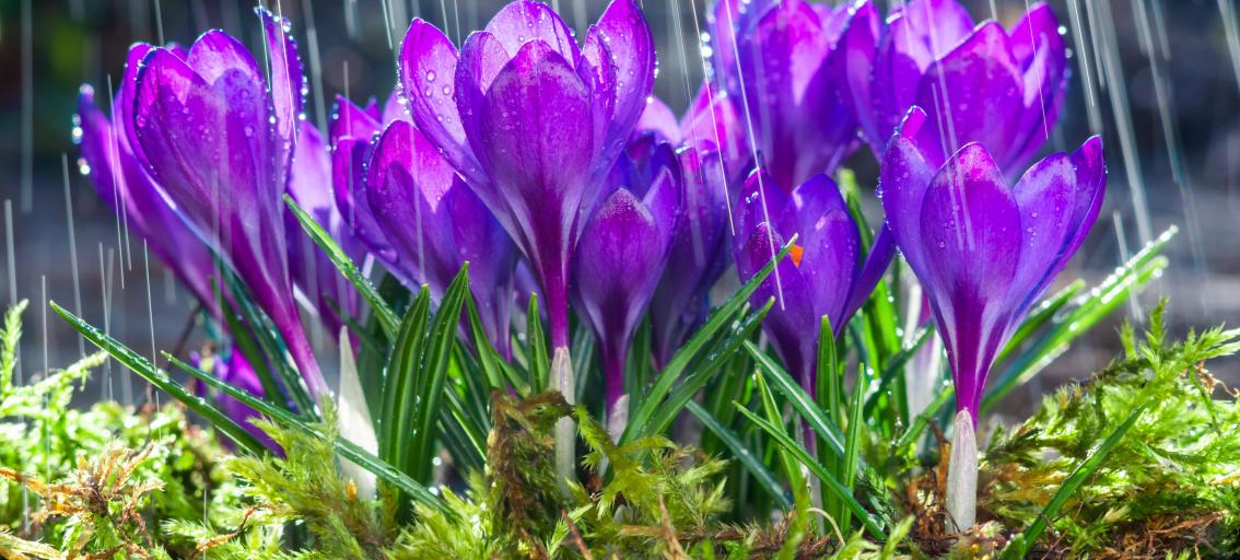 Crocuses in bloom with rain.