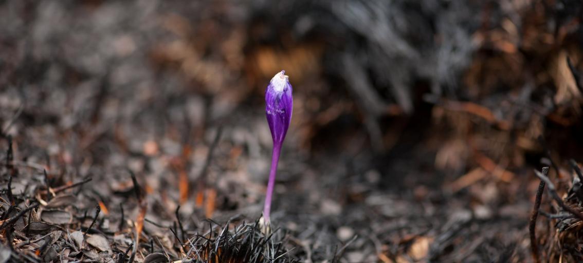 Single purple crocus in dead looking ground
