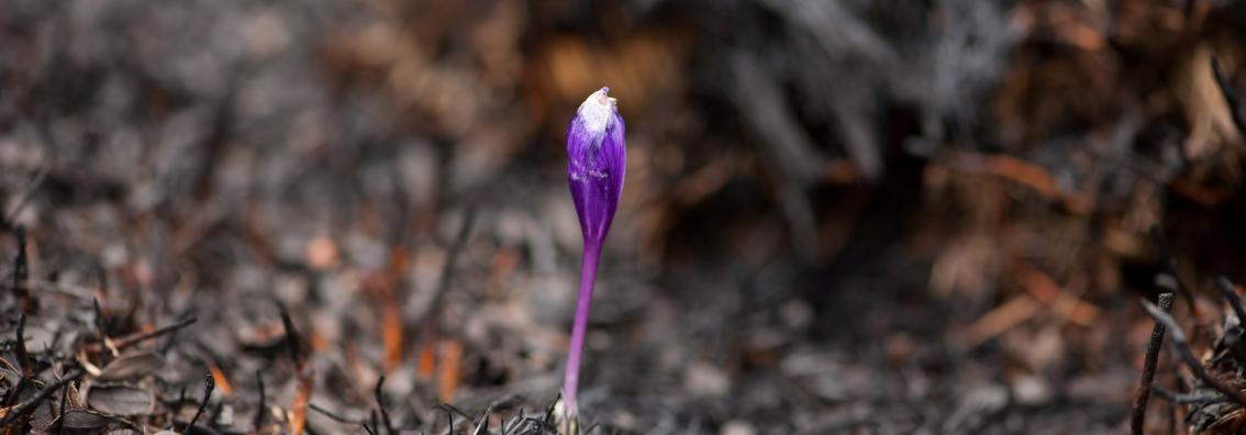 Single purple crocus in dead looking ground