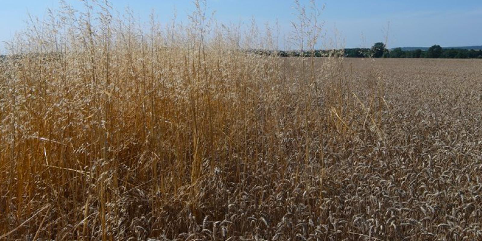 Picture of field at harvest time