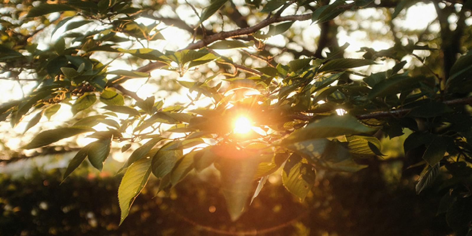 Light shining through the trees