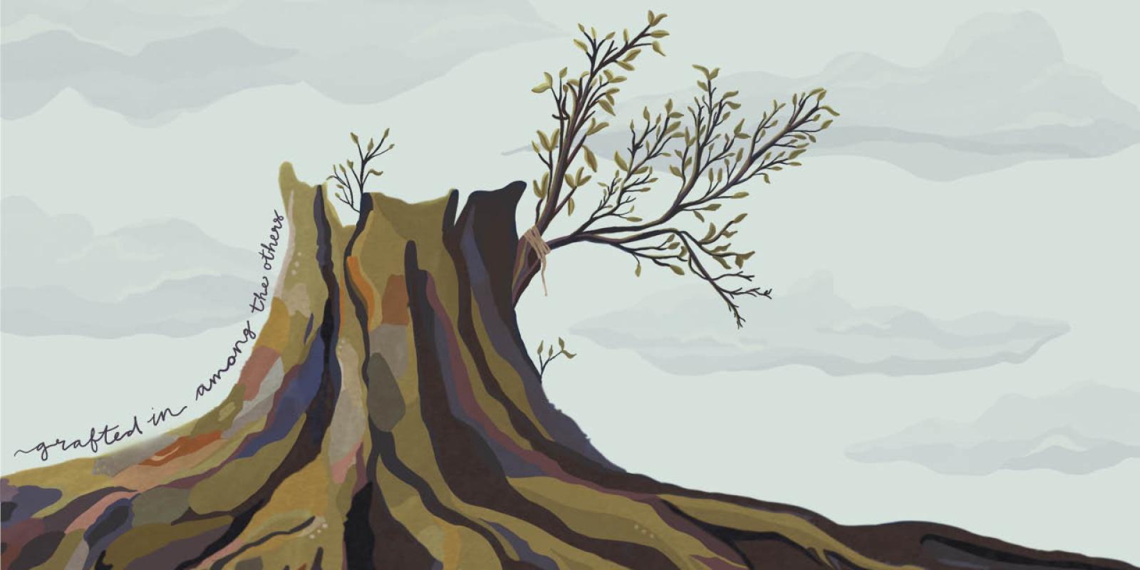 Olive tree stump with grafted on branch