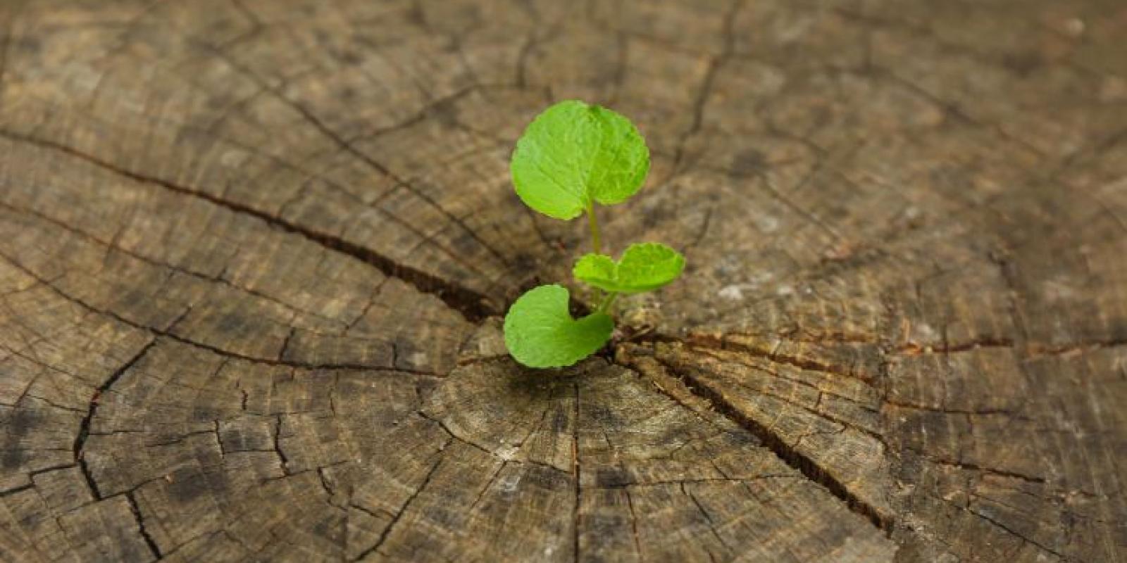 Freepix Seedling growing from stump