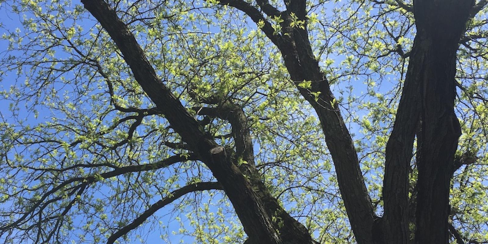 Tree branches reaching to the sky