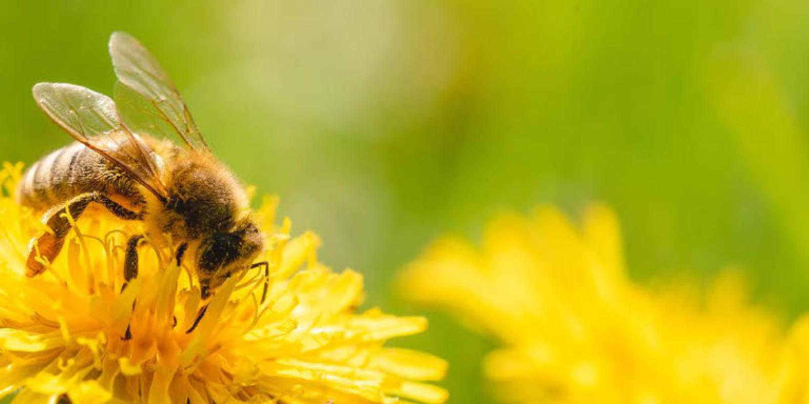 Bee on Flower